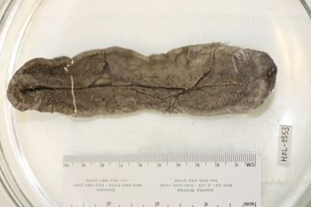 Media type: image;   Invertebrate Zoology HOL-1553 Description: Preserved specimen.;
